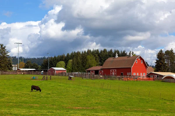 Cow Grazing on Green Pasture by Red Barn — Stock Photo, Image