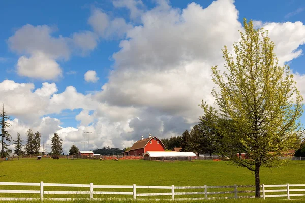 Allevamento di bovini e ovini nell'Oregon rurale — Foto Stock