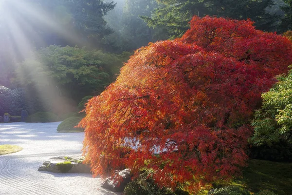 Sun Rays over Old Japanese Maple Tree — Stock Photo, Image