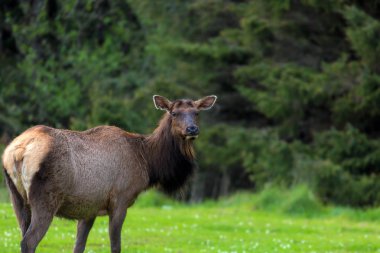 Yalnız geyik portre Ecola State Park Oregon kıyılarında
