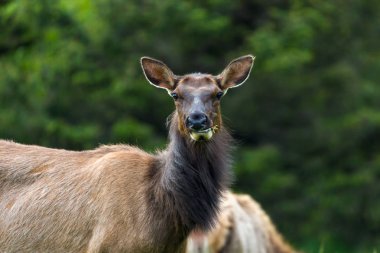 Ecola State Park topu Beach Oregon kıyılarında otlatma bakarak elk