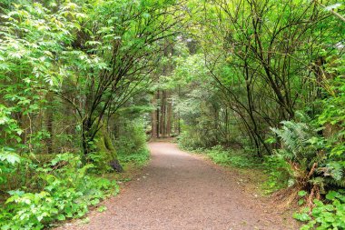 Hiking trail at Fort Clatsop along Lewis and Clark River in Oregon clipart