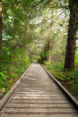 Boardwalk along hiking trail by Lewis and Clark River at Fort Clatsop clipart