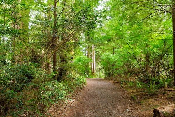 在俄勒冈州的路易斯和克拉克河沿岸郁郁葱葱的绿色森林 Clatsop 堡徒步旅行小径 — 图库照片