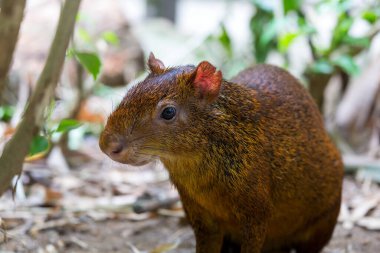 Orta Amerika Agouti Kapanış