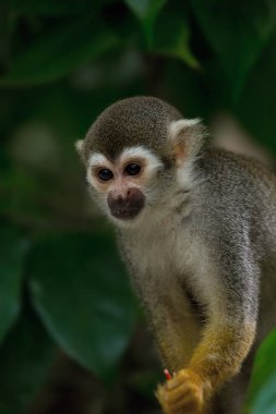 Sincap maymun portre
