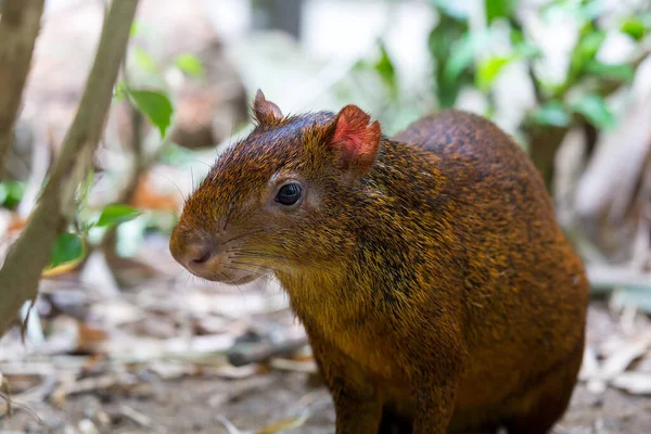 Central American Agouti Closeup — Stock Photo, Image