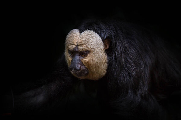 Белолицый саки-обезьяна на черном фоне
