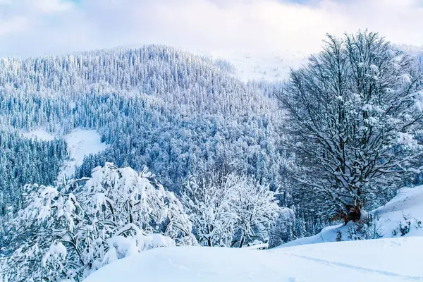 Increíble bosque grueso cubierto de montañas después de una fuerte tormenta de nieve, hermoso paisaje —  Fotos de Stock