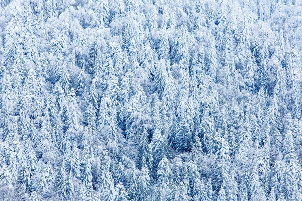 Sapins couverts de neige épaisse après un blizzard épais, arrière-plan naturel. Concept hiver en montagne — Photo