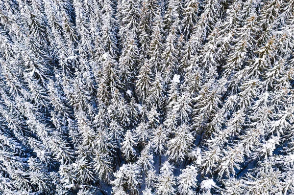 Tannenbäume im dichten Wald nach starkem Schneefall, Winterlandschaft. Weihnachtszeit. Natürlicher Hintergrund — Stockfoto