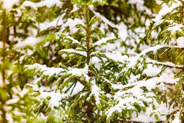Starker Schneefall in Nadelwäldern, saisonale Landschaft. Klimaschutzkonzept — Stockfoto