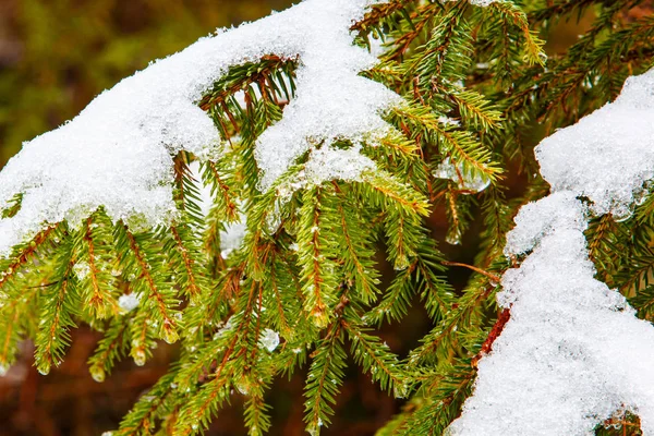 Schneeschmelze auf Tannenzweigen, hautnah. Saisonwechselkonzept — Stockfoto
