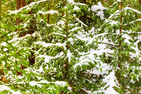 Junge Fichten mit starkem Schnee bedeckt, Winterlandschaft. Frischluftkonzept — Stockfoto