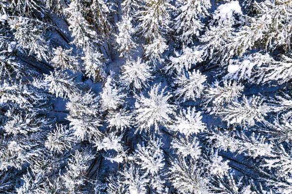 Dichter, schneebedeckter Fichtenwald, luftige Landschaft. Bäume im Wintermuster — Stockfoto