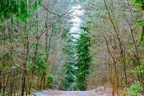 Cambio de estación en el medio ambiente, invierno y concepto de primavera. Carretera estrecha en bosque espeso — Foto de Stock