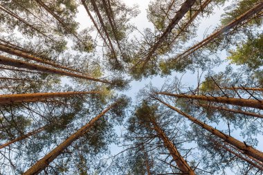 Ağaçların tepeleri merkeze doğru çabalıyor. Aşağıdan yukarıya bak. Nadir orman geçmişi