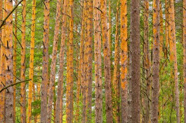 Ağaçların üniforma arka planı. Gerçek yaz ormanı. Taze doğa