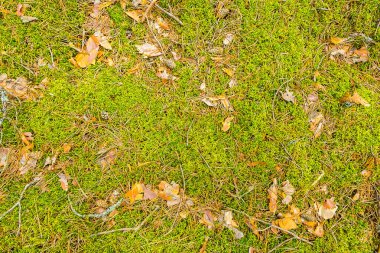Ağaç kabuğu ve dal parçalarıyla yumuşak, taze yosun. Yukarıdan manzara görünümü