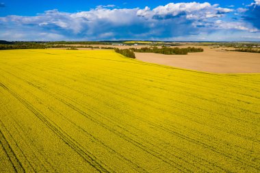 Ekilmiş sarı bir tarla. Kırsal alan. Bahar güneşli gün.