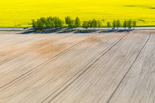 Die Straße Führt Durch Ein Gepflügtes Gelbes Feld Schöner Blick — Stockfoto