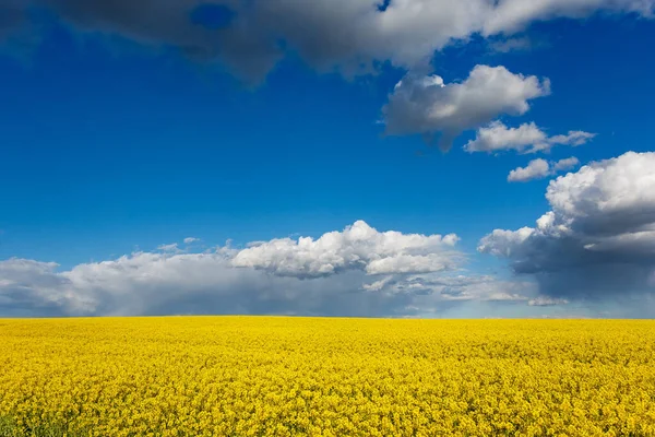 Mavi Gökyüzüne Karşı Sarı Alan Gözyaşı Tohumu Tarım Ukrayna Bayrağının — Stok fotoğraf