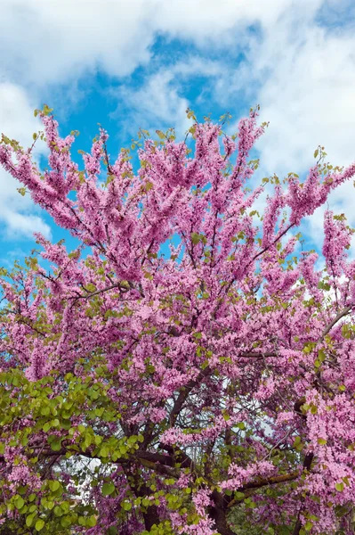 Flowering  Judas Tree — Stock Photo, Image