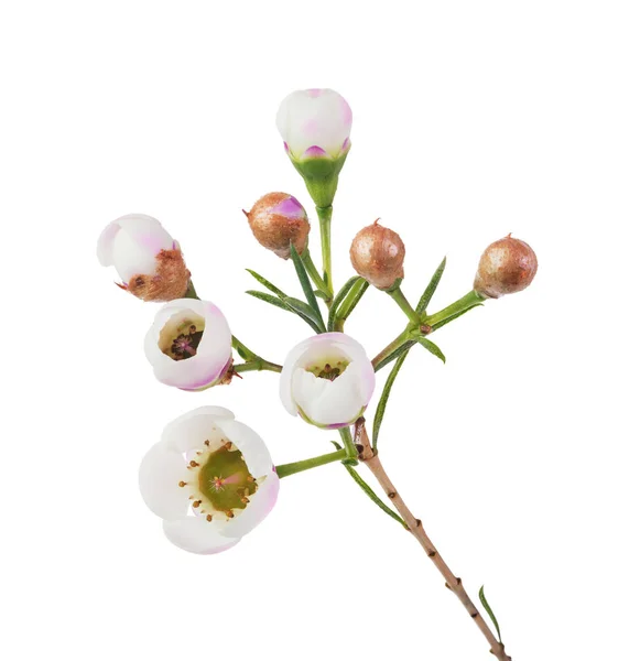 Kvist av vackra blommor — Stockfoto