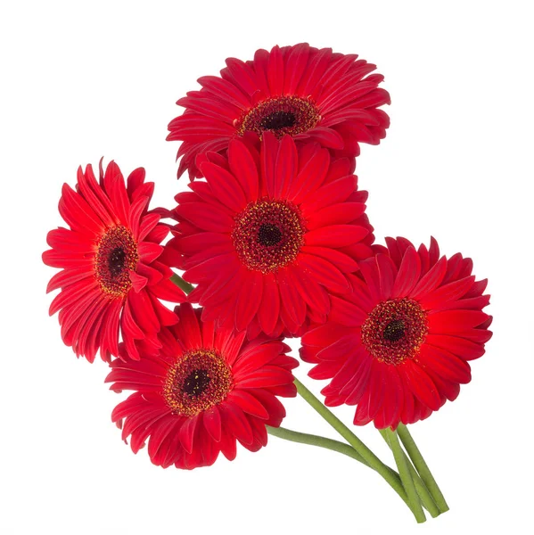 Flores vermelhas de gerbera — Fotografia de Stock