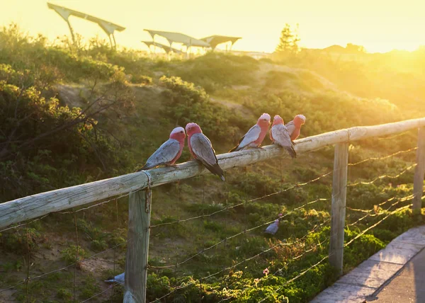 Papagaio colorido Galah ao ar livre — Fotografia de Stock