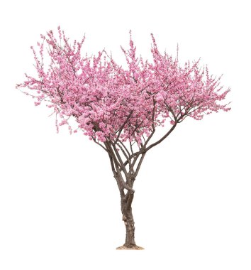 pembe sacura ağaç 