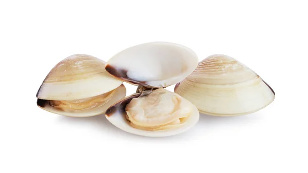 Fresh opened and closed clams — Stock Photo, Image