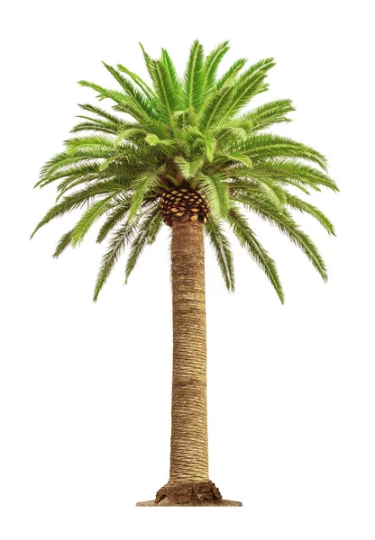 Beyaz arka plan üzerinde palmiye — Stok fotoğraf