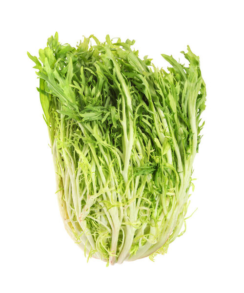 Fresh baby endive  isolated