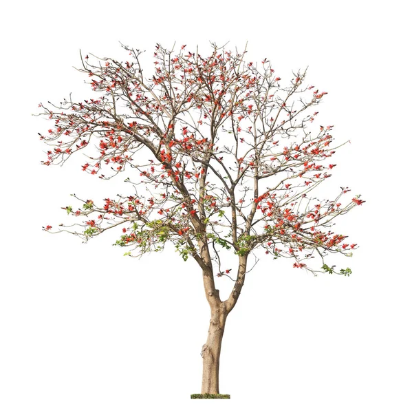 Beautiful blooming red coral tree Stock Photo