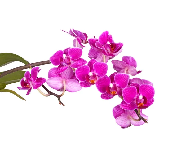 Flores de uma orquídea Phalaenopsis roxa isolada — Fotografia de Stock