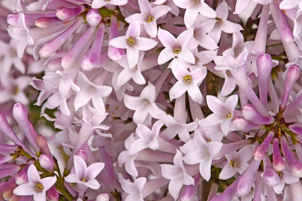 Les fleurs d'un cultivar nain de lilas remplissent le cadre — Photo