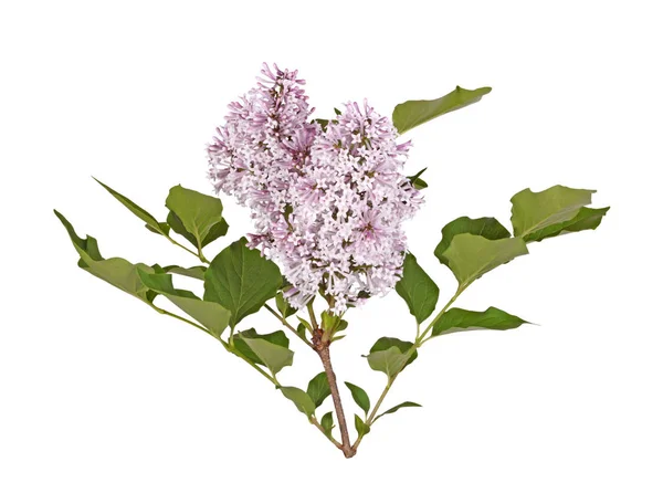 Łodyga światło fioletowe kwiaty bzu na białym tle biały — Zdjęcie stockowe