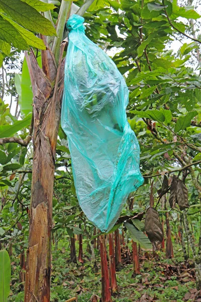 Разработка бананов в синем пластиковом пакете — стоковое фото
