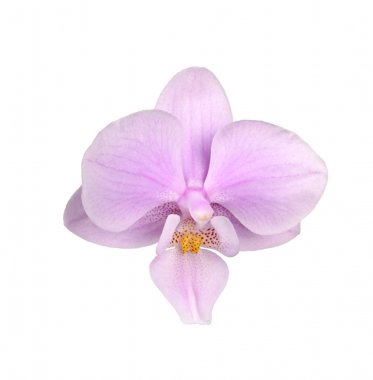 İzole bir pembe ve sarı Phalaenopsis orkide çiçek