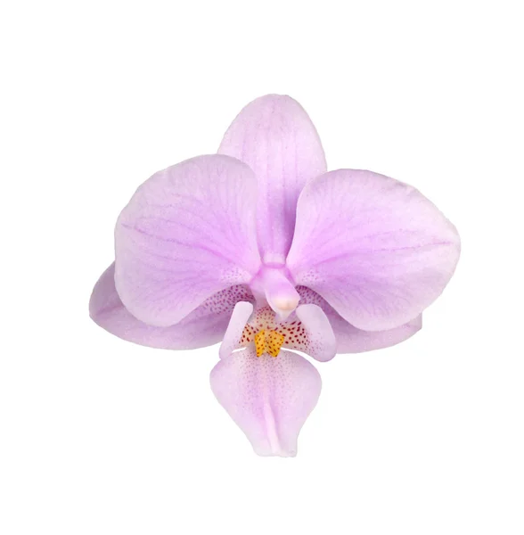 Fleur d'une orchidée rose et jaune Phalaenopsis isolée — Photo