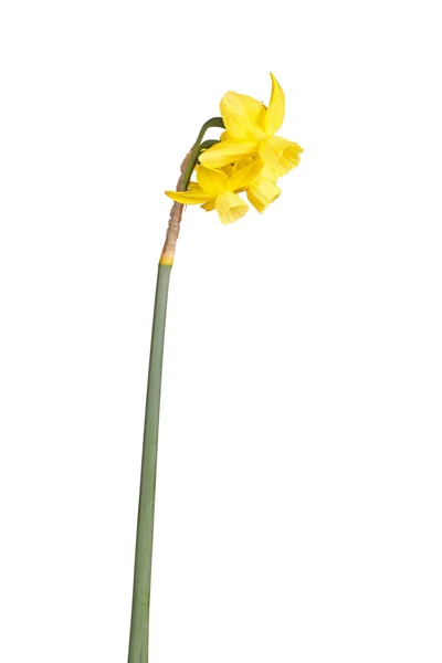 Stem and four flowers of a yellow daffodil flower isolated — 스톡 사진