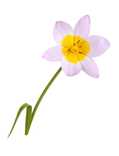 Single flower of a lilac and yellow tulip isolated — 스톡 사진