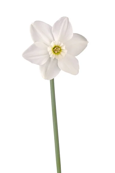 Enkelvoudige bloem van een narcissen cultivar tegen een witte achtergrond — Stockfoto