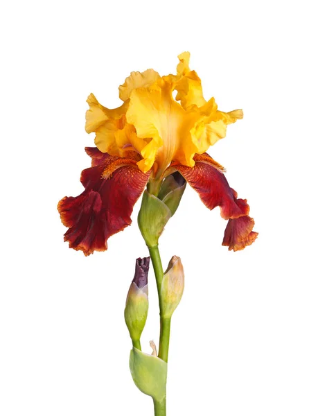 Tallo con flor de iris amarilla y borgoña aislada en blanco —  Fotos de Stock