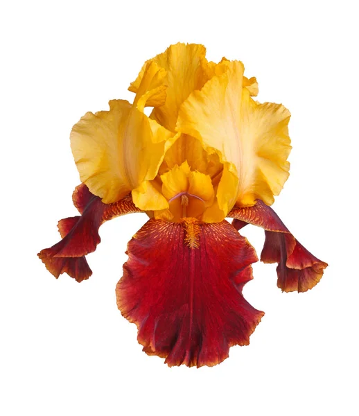 Жовта і бордова квітка ірису ізольована на білому — стокове фото