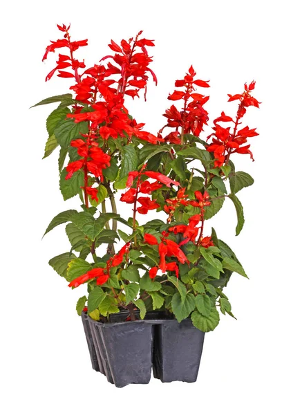 Seedlings of red-flowered salvia seedlings ready for transplanti — Stock Photo, Image