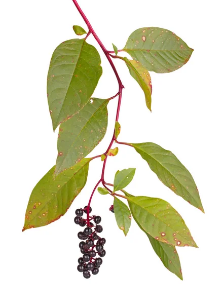 Branch with leaves and fruit of pokeweed isolated on white — Stock Photo, Image