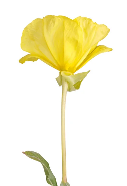 Fleur jaune vif et feuille de l'onagre Missouri i — Photo