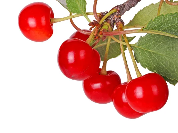 Savanyú cseresznyevéllel és izolált gyümölccsel rendelkező ág — Stock Fotó